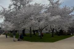 Cherry-blossoms